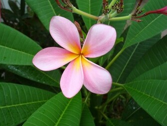 Frangipani Flowers Wallpaper