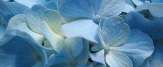 Anywallpaper Here Blue Flowers Close Up Wallpaper
