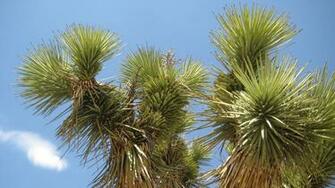 Earth Joshua Tree National Park Wallpaper