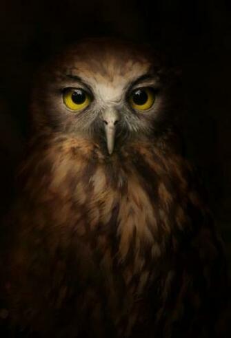 Cool Owl Wallpaper iPhone