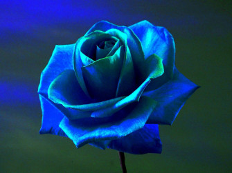 Dark Blue Rose Abstract Wallpaper