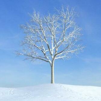 3d Snowy Cottage Animated Wallpaper