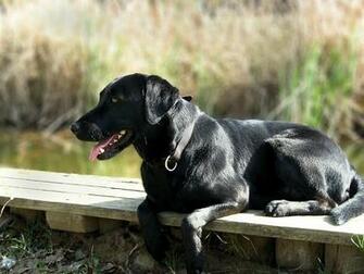 Black Labrador Wallpaper