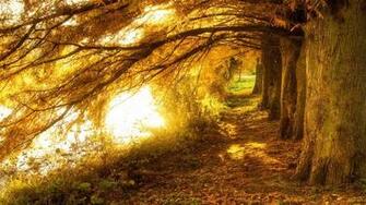 Nature Photography Background Wallpaper