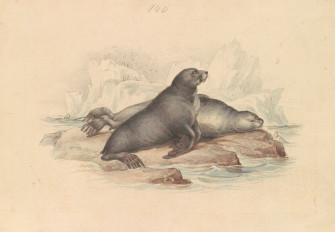New Zealand Fur Seal Southern Wallpaper