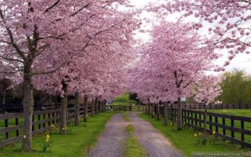 Spring Desktop Wallpaper Widescreen Group