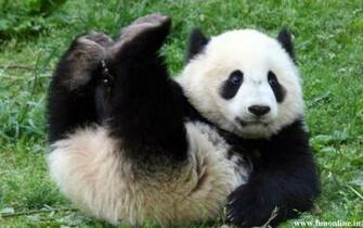 Panda Wallpaper Cute And Funny Pandas HD