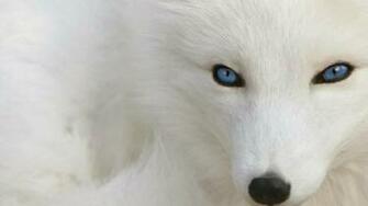 Wallpaper HD Desktop Online Wolf