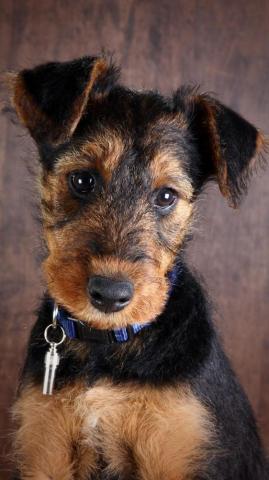 Airedale Terrier Wallpaper For Android Apk