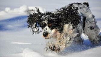 Image Wallpaper Pictures A Winter Time Dog