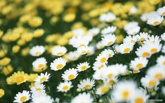 Daisy Wallpaper Background