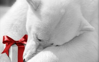 Christmas Wallpaper Polar Bears Bear Pictures Holidays