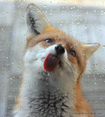 These Photos Will Make You Fall In Love With Foxes Bored Panda