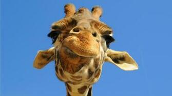 Disapproving Giraffe Wallpaper
