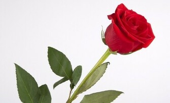 Tagged With Flower Red Rose Roses Wallpaper