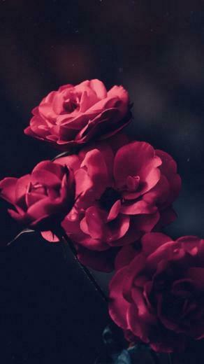 Android Wallpaper Beautiful Red Roses 4k Phone