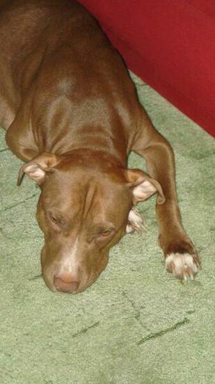 Pics Photos Pitbull Pictures Red Nose