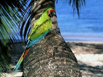 Macaw Parrot Wallpaper Pets Cute And Docile
