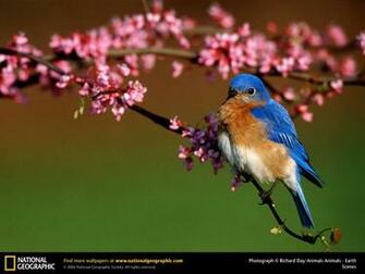Pics Photos Bluebird Of Happiness Wallpaper