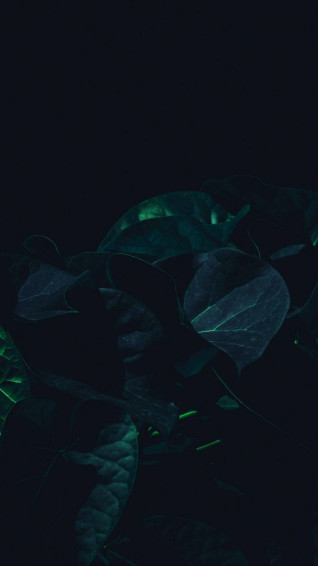 A Close Up Of Plant With An iPhone In The Background Wallpaper