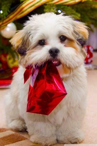 Cute Dog Christmas 4k HD Desktop Wallpaper For Ultra Tv