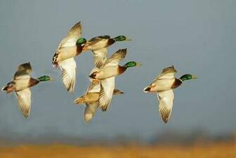 Duck Hunting Wallpaper