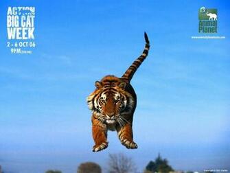 Animal Planet Wallpaper