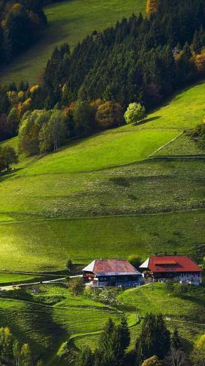 Germany Black Forest Fields Forests Wallpaper