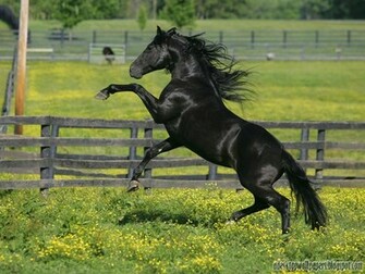 Wild Horse Desktop Background Bwalles Gallery