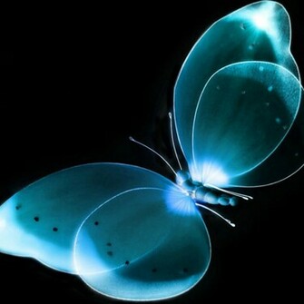 Blue Butterfly iPad Background Best Wallpaper