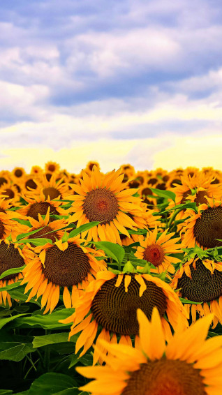 Sunflower iPhone Wallpaper