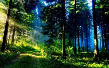 Green Forest Apk For Android