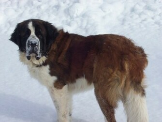 Saint Bernard