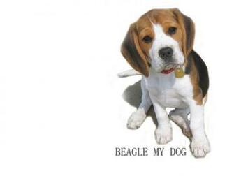 Beagle Wallpaper