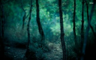 Dark Forest Wallpaper Nature