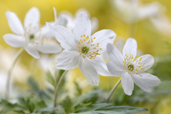 Anemone Flower Wallpaper