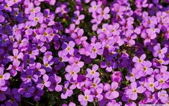 Purple Flowers Wallpaper