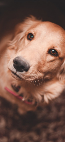 Best Dog iPhone HD Wallpaper