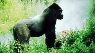 Eastern Lowland Gorilla HD Wallpaper IHD