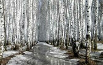 HD Birch Blvd Wallpaper