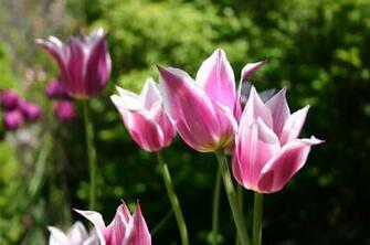 Tulips Background Wallpaper