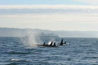 Pod Of Orcas Travels On The Same Route As Puget Sound Ferry Commuters