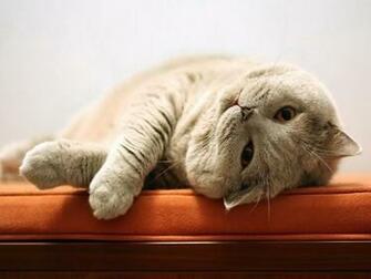 Mellow Cat Wallpaper HD S