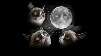 Grumpy Cat Pictures HD Wallpaper