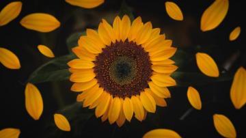 Sunflower Wallpaper HD Hq