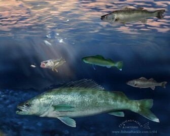 Walleye Wallpaper