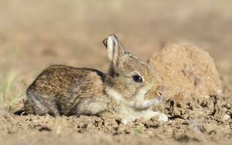 Hare Wallpaper