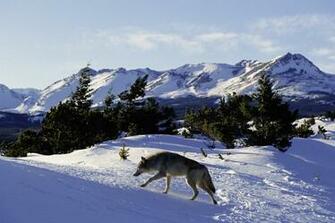 Snow Dogs Wallpaper HD