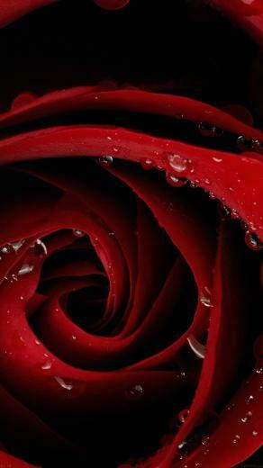 Red Rose Flower Closeup iPhone Wallpaper Ipod HD