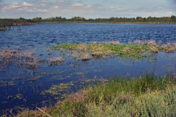 Wetlands Background Scenic Water Green Image From Needpix